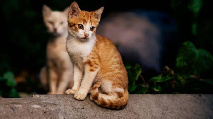 LNDC Animal Protection lancia anche a Piacenza la campagna “Amici di quartiere” - AUDIO