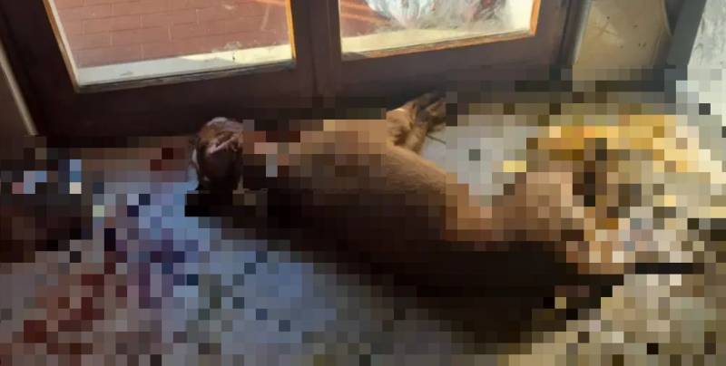 Insegna Metallica ATTENZIONE Pitbull On Duty | Rustica Per Proprietari Cani
