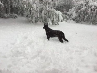 Il lupo e le ombre Cristiana Muscardini