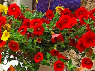 Borgo in Fiore 2026 a Caminata