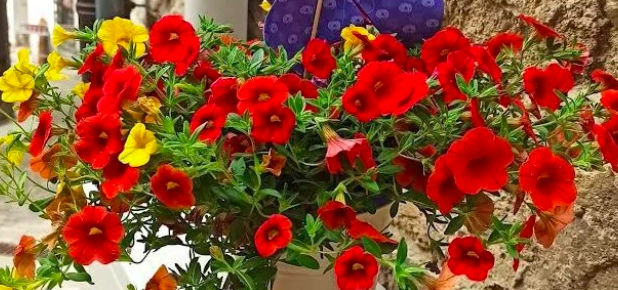 Borgo in Fiore 2026 a Caminata