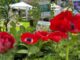Frutti del Castello Speciale Giardini 2026, il 16 e 17 maggio a Pontenure