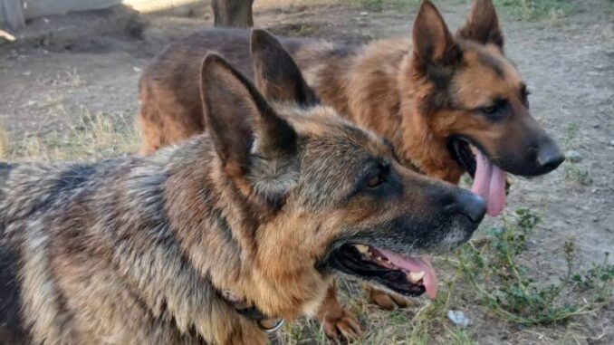 una famiglia ad Aron e Perla, intervento di Leal Piacenza