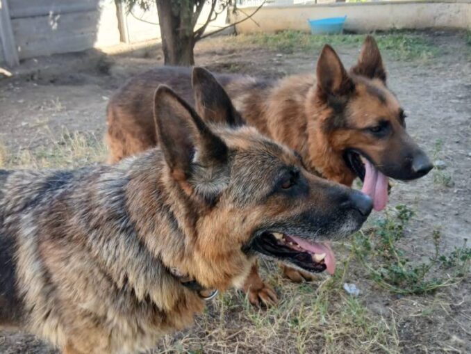 una famiglia ad Aron e Perla, intervento di Leal Piacenza