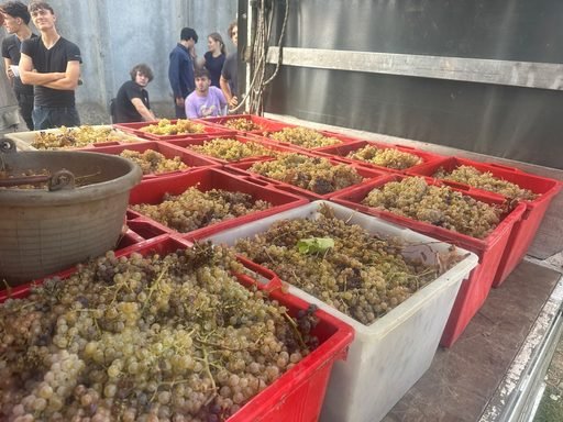 Dalla vigna alla cantina, la vendemmia degli studenti del Raineri Marcora