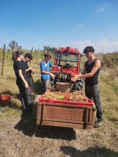 Dalla vigna alla cantina, la vendemmia degli studenti del Raineri Marcora
