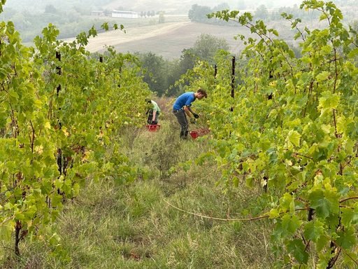 Dalla vigna alla cantina, la vendemmia degli studenti del Raineri Marcora