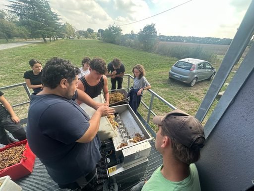 Dalla vigna alla cantina, la vendemmia degli studenti del Raineri Marcora