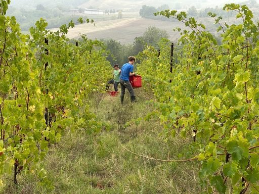 Dalla vigna alla cantina, la vendemmia degli studenti del Raineri Marcora