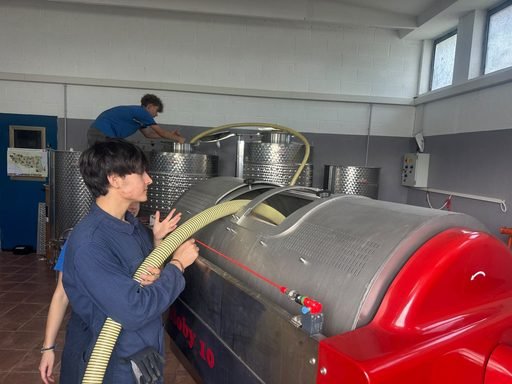 Dalla vigna alla cantina, la vendemmia degli studenti del Raineri Marcora