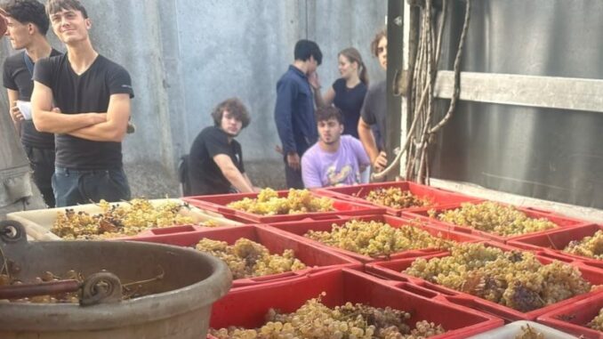 Dalla vigna alla cantina, la vendemmia degli studenti del Raineri Marcora