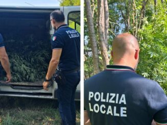 Droga tra le campagne di Rottofreno, la polizia locale sequestra una piantagione di cannabis pronta per lo spaccio