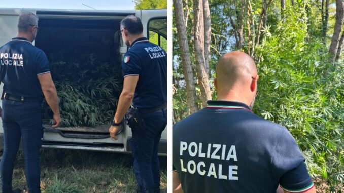 Droga tra le campagne di Rottofreno, la polizia locale sequestra una piantagione di cannabis pronta per lo spaccio