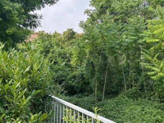 Orti di via Campesio, Trespidi: "Un bosco incolto che sta avanzando verso le abitazioni, fermare il degrado"