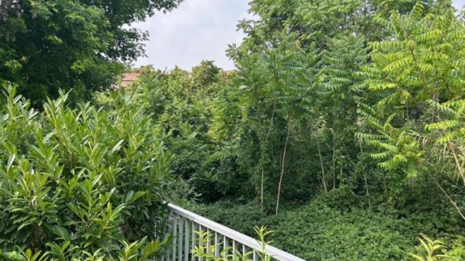 Orti di via Campesio, Trespidi: "Un bosco incolto che sta avanzando verso le abitazioni, fermare il degrado"
