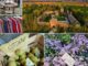 Torna il 10 e 11 ottobre 2026 "I Frutti del Castello", a Pontenure