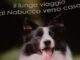 Il libro d'esordio della piacentina Anna Pellettieri Il lungo viaggio di Nabucco verso casa: i cani possono cambiare la vita in meglio delle persone AUDIO